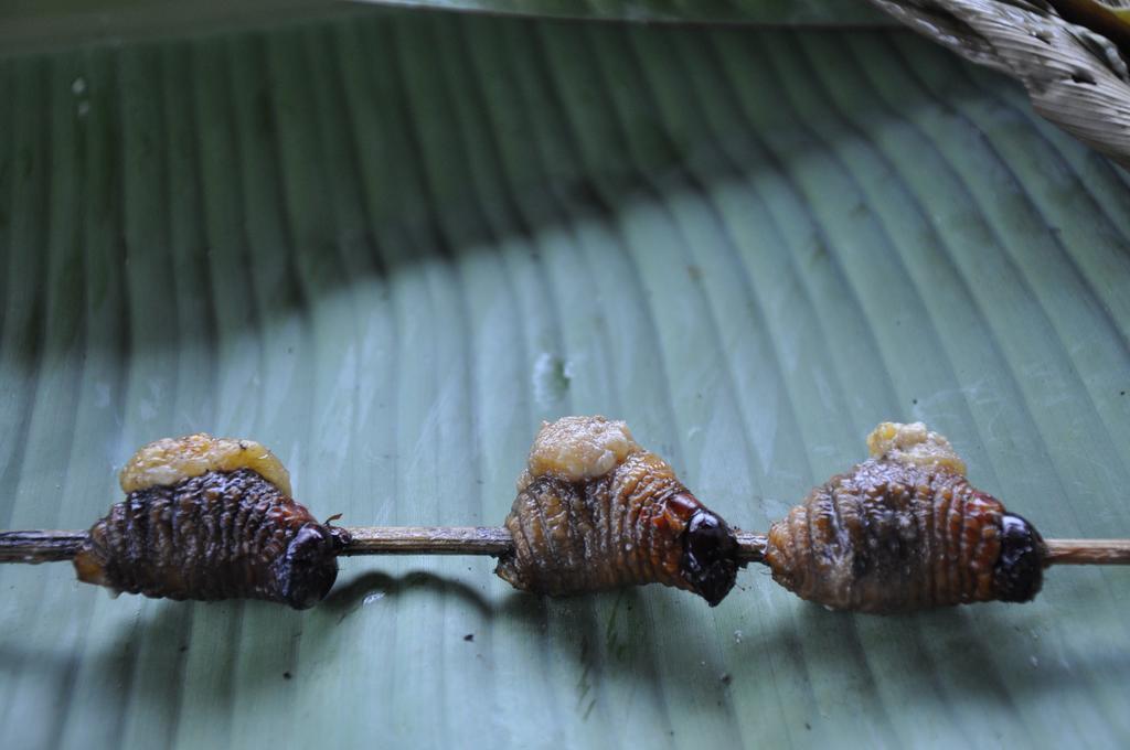 Hakuna Matata Amazon Lodge Archidona Luaran gambar