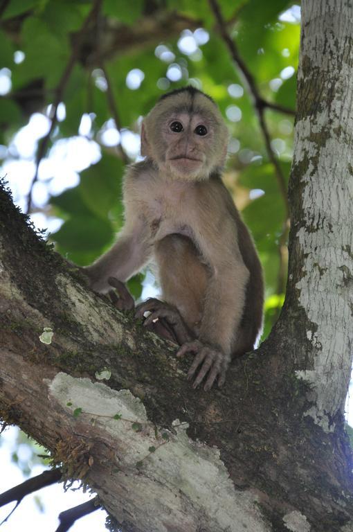 Hakuna Matata Amazon Lodge Archidona Luaran gambar
