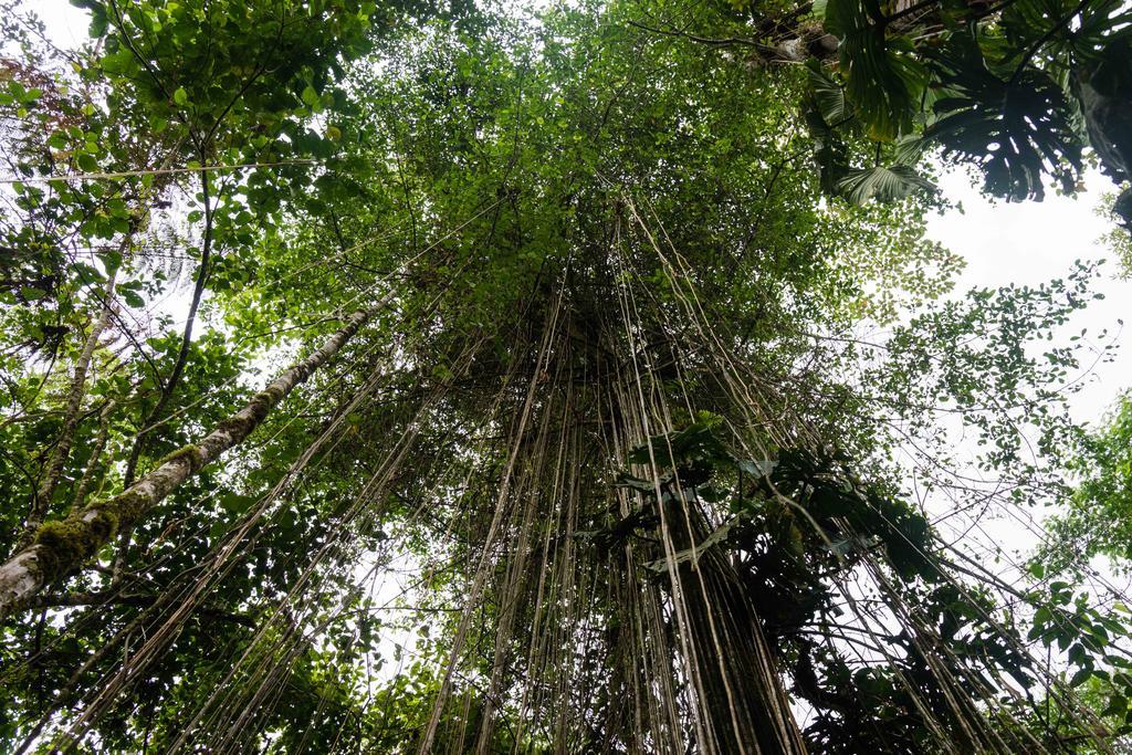 Hakuna Matata Amazon Lodge Archidona Luaran gambar